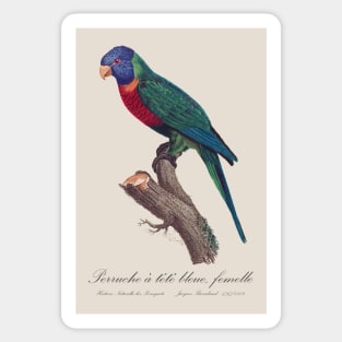 Rainbow Lorikeet female - 19th century Jacques Barraband Illustration Sticker